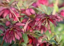 Perennials Sales -Perennials Sales pl2000004639 card2 lg