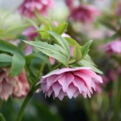 Helleborus × Hybridus Harvington Double Pink
