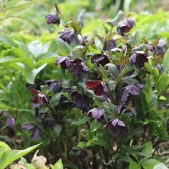 Perennials Sales -Perennials Sales pl2000004641 card2 lg