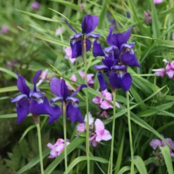 Iris 'Caesar's Brother' 6 Iris 'Caesar's Brother' -Perennials Sales pl2000005271 card3 lg