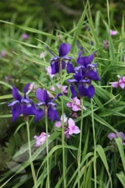 Iris 'Caesar's Brother' 7 Iris 'Caesar's Brother' -Perennials Sales pl2000005271 card4 lg