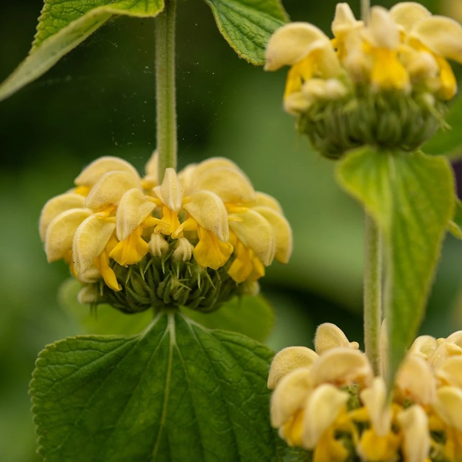 Phlomis Russeliana 1 Phlomis Russeliana