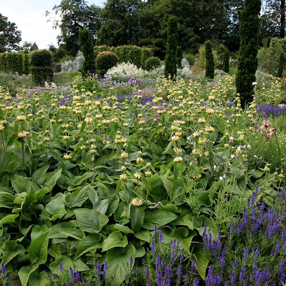 Phlomis Russeliana 2 Phlomis Russeliana - Image 2