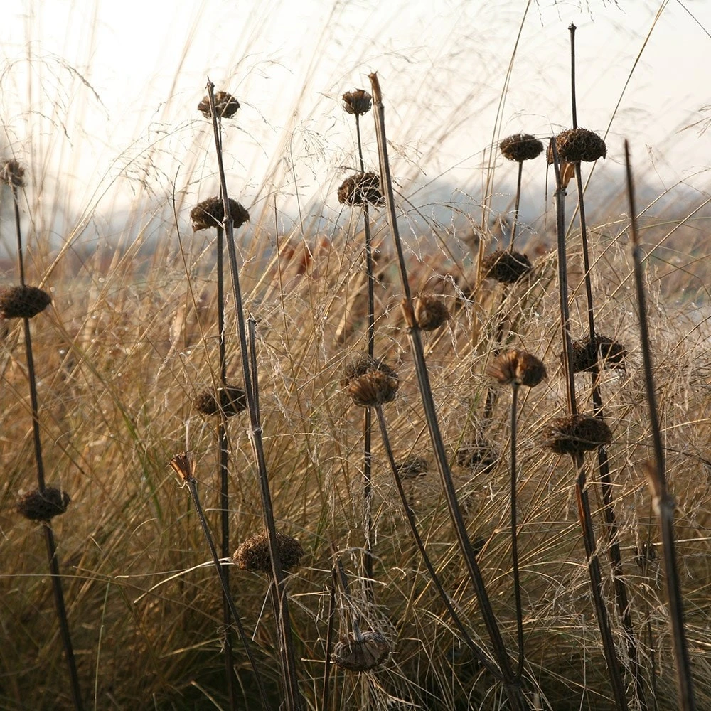 Phlomis Russeliana 3 Phlomis Russeliana - Image 3