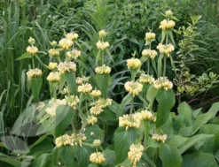 Phlomis Russeliana 11 Phlomis Russeliana -Perennials Sales pl2000005933 card6 lg