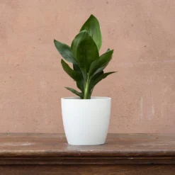 Strelitzia Reginae -Perennials Sales pl2000006625 card3 lg