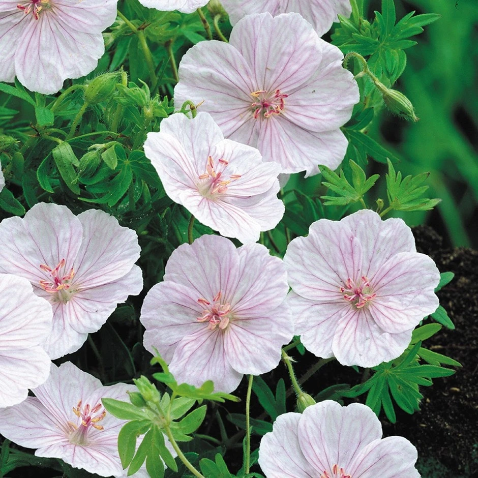 Geranium Sanguineum Var. Striatum 1 Geranium Sanguineum Var. Striatum