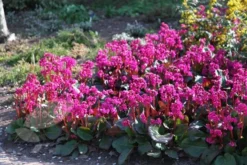 Bergenia 'Overture' 7 Bergenia 'Overture' -Perennials Sales pl2000009796 card4 lg