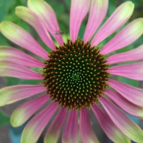 Echinacea 'Green Envy' (PBR) 1 Echinacea 'Green Envy' (PBR)