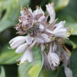 Hosta (Tardiana Group) 'June' -Perennials Sales pl2000010755 card3 lg