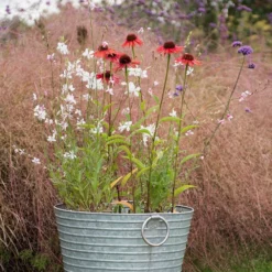 Oenothera Lindheimeri 'Whirling Butterflies' -Perennials Sales pl2000012365 card3 lg