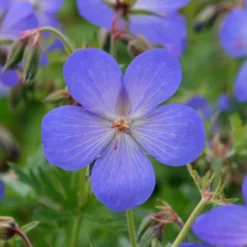 Geranium × Johnsonii 'Johnson's Blue' -Perennials Sales pl2000012646 card3 lg
