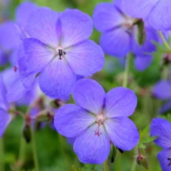Geranium × Johnsonii 'Johnson's Blue' -Perennials Sales pl2000012646 card5 lg