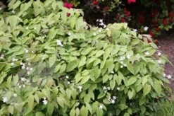 Epimedium × Youngianum 'Niveum' -Perennials Sales pl2000012677 card4 lg