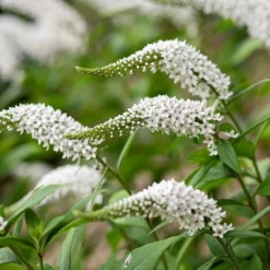 Lysimachia Clethroides -Perennials Sales pl2000012743 card3 lg