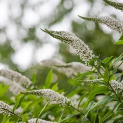 Lysimachia Clethroides -Perennials Sales pl2000012743 card5 lg