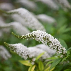 Lysimachia Clethroides -Perennials Sales pl2000012743 card6 lg