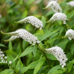 Lysimachia Clethroides -Perennials Sales pl2000012743 card7 lg