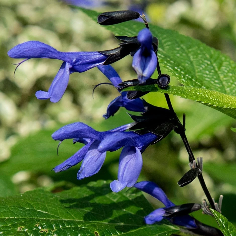 Salvia Guaranitica 'Black And Blue' 1 Salvia Guaranitica 'Black And Blue'