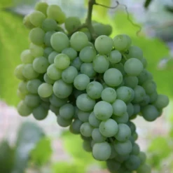 Grape 'Pinot Blanc'