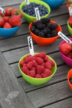 Raspberry 'Tulameen' 5 Raspberry 'Tulameen' -Perennials Sales pl2000012885 card3 lg