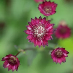 Astrantia 'Hadspen Blood' -Perennials Sales pl2000013199 card4 lg