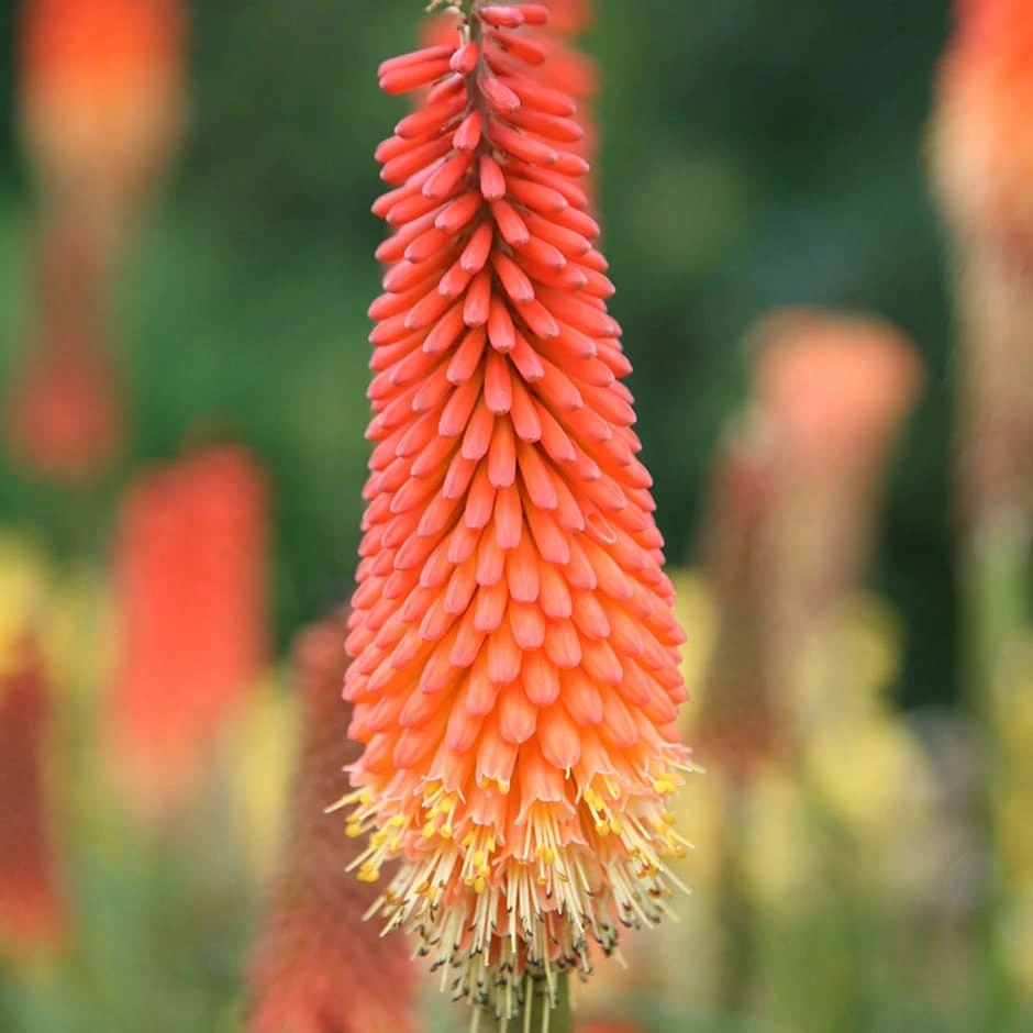 Kniphofia 'Royal Standard' 1 Kniphofia 'Royal Standard'