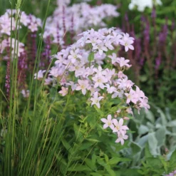 Campanula Lactiflora 'Loddon Anna'