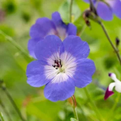 Geranium Rozanne ('Gerwat') (PBR) -Perennials Sales pl2000015974 card3 lg