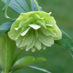Helleborus × Hybridus Harvington Double Lime-green