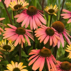 Echinacea 'Summer Cocktail' (PBR) 5 Echinacea 'Summer Cocktail' (PBR) -Perennials Sales pl2000017281 card3 lg