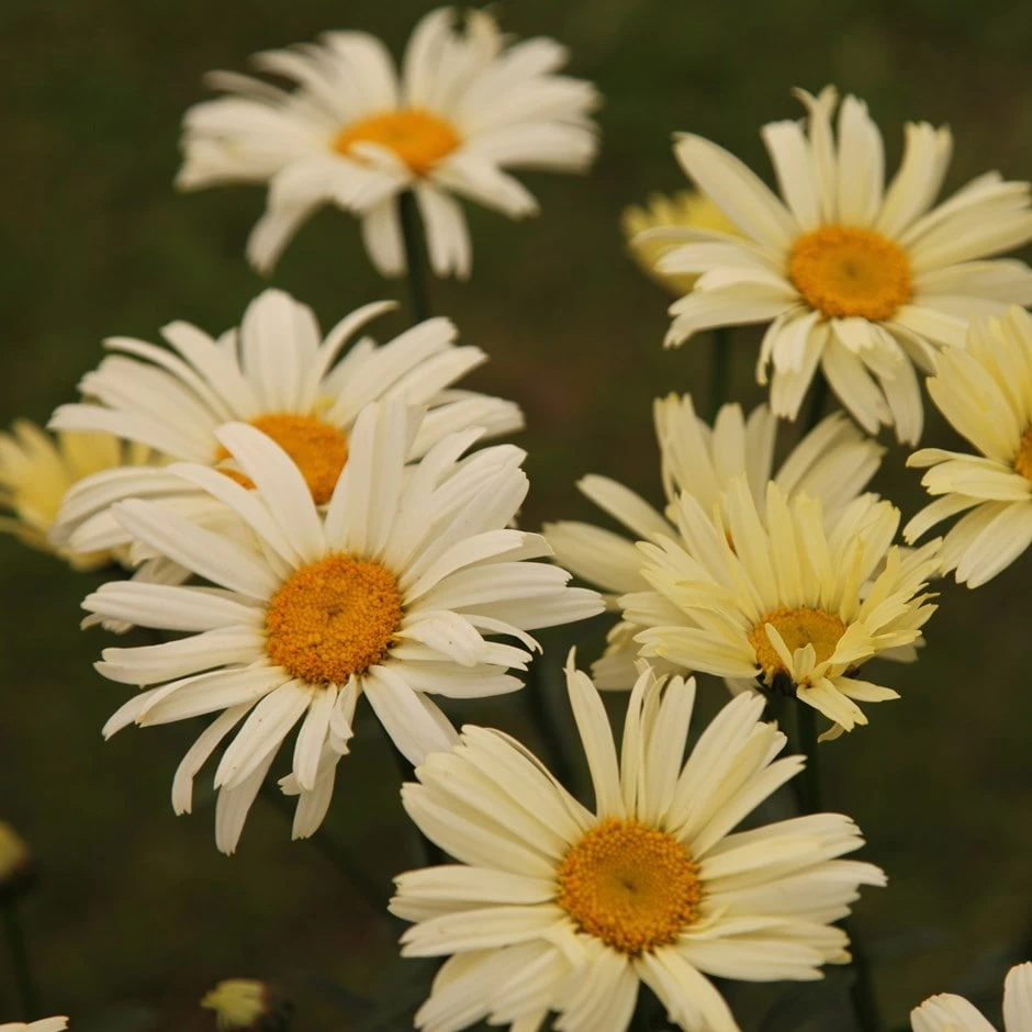 Leucanthemum × Superbum 'Banana Cream' 1 Leucanthemum × Superbum 'Banana Cream'