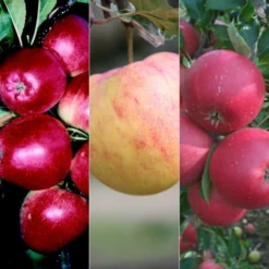 Apple 'Cox Self Fertile' / 'James Grieve' / 'Katy'