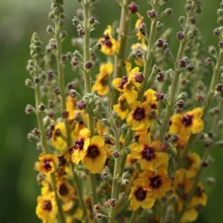 Verbascum (Cotswold Group) 'Cotswold Queen'