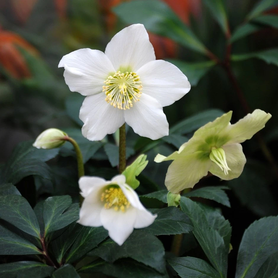 Helleborus Niger 1 Helleborus Niger