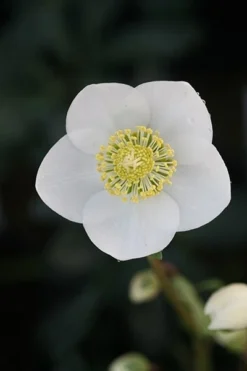 Perennials Sales -Perennials Sales pl2000019331 card2 lg