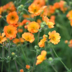 Geum 'Totally Tangerine' (PBR)
