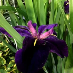 Iris 'Black Gamecock' -Perennials Sales pl2000020914 card3 lg