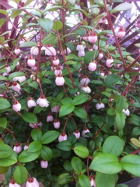 Ugni Molinae KaPow ('Yanpow') 2 Ugni Molinae KaPow ('Yanpow') - Image 2