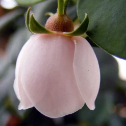 Ugni Molinae KaPow ('Yanpow') 8 Ugni Molinae KaPow ('Yanpow') -Perennials Sales pl2000020996 card4 lg