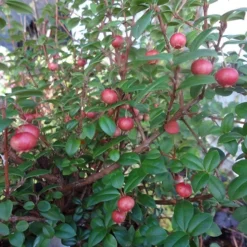 Ugni Molinae KaPow ('Yanpow') 9 Ugni Molinae KaPow ('Yanpow') -Perennials Sales pl2000020996 card5 lg