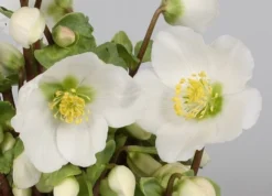 Helleborus 'Verboom Beauty' -Perennials Sales pl2000021032 card3 lg