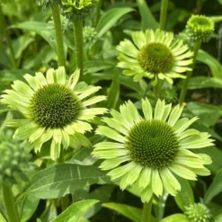 Echinacea 'Green Jewel' (PBR) 5 Echinacea 'Green Jewel' (PBR) -Perennials Sales pl2000021331 card3 lg