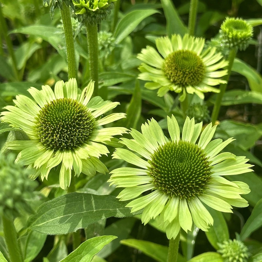 Echinacea 'Green Jewel' (PBR) 3 Echinacea 'Green Jewel' (PBR) - Image 3