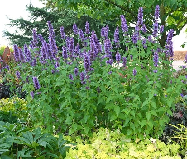 Agastache 'Blue Boa' (PBR) 2 Agastache 'Blue Boa' (PBR) - Image 2