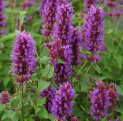 Agastache 'Blue Boa' (PBR) 7 Agastache 'Blue Boa' (PBR) -Perennials Sales pl2000022948 card3 lg