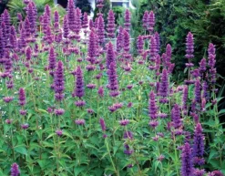 Agastache 'Blue Boa' (PBR) 8 Agastache 'Blue Boa' (PBR) -Perennials Sales pl2000022948 card4 lg
