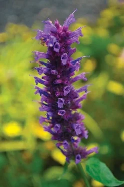 Agastache 'Blue Boa' (PBR) 9 Agastache 'Blue Boa' (PBR) -Perennials Sales pl2000022948 card5 lg