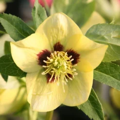 Helleborus × Hybridus Harvington Yellow With Dark Eye