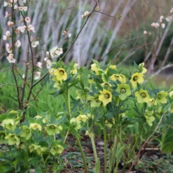 Helleborus × Hybridus Harvington Yellow With Dark Eye 5 Helleborus × Hybridus Harvington Yellow With Dark Eye -Perennials Sales pl2000023660 card3 lg